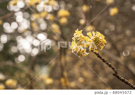 ミツマタ ミツマタ 88045072