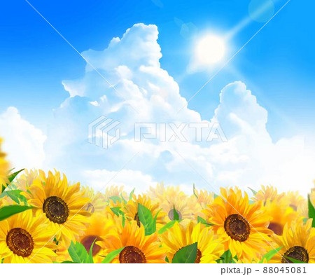 入道雲のある青空に太陽の下美しいひまわりが咲くひまわり畑の初夏フレーム背景素材のイラスト素材