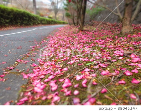 道路脇のサザンカの絨毯 道路脇のサザンカの絨毯 88045347
