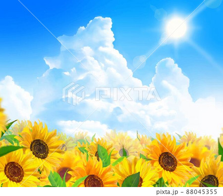 入道雲のある青空に太陽の下美しいひまわりが咲くひまわり畑の初夏フレーム背景素材 88045355