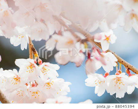 うららかな春の景色　満開の枝垂桜 88045394