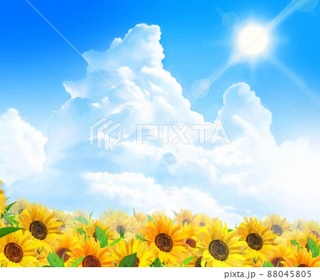 入道雲のある青空に輝く太陽の下ひまわりが咲く美しいひまわり畑の初夏フレーム背景素材 88045805