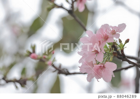 Pink Prunus Campanulata Flower at TKO Park 88046289
