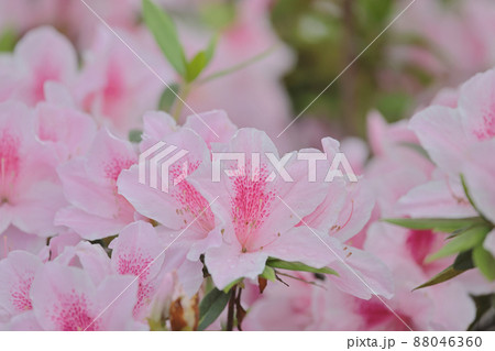 a flower bed of pink Azalea Blossoms at park, hk a flower bed of pink Azalea Blossoms at park, hk 88046360