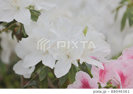 a flower bed of White Azalea Blossoms at park, hk 88046361