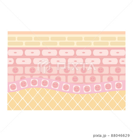 肌の断面図。健康な肌の構造を表すイラスト。 肌の断面図。健康な肌の構造を表すイラスト。 88046629