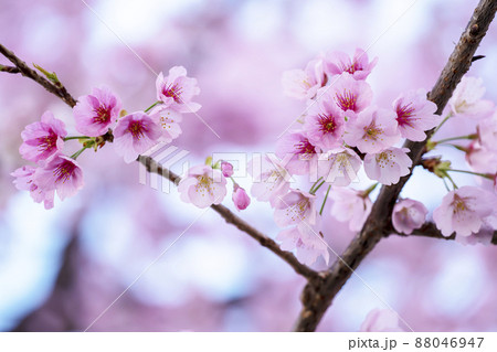 満開の大寒桜・名古屋 満開の大寒桜・名古屋 88046947