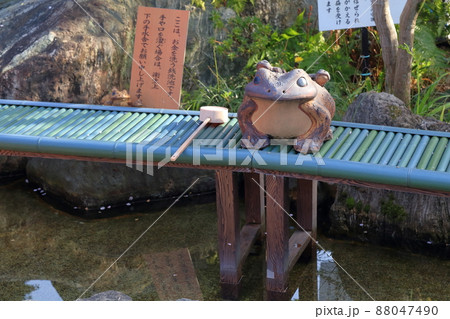 お金がカエル池(銭洗池 三光稲荷神社 愛知県 犬山市) お金がカエル池(銭洗池 三光稲荷神社 愛知県 犬山市) 88047490