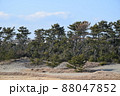 静岡県　浜松市　中田島砂丘　 88047852