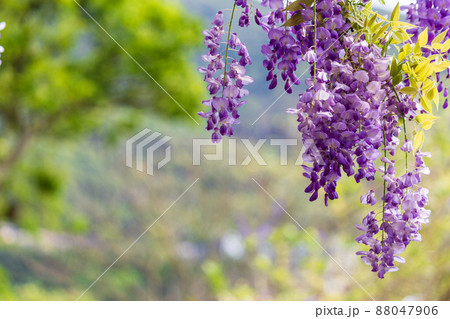 春 泉 湧水 88047906