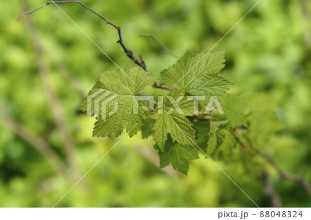 Flowering raspberry 88048324