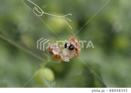 Balloon vine 88048345