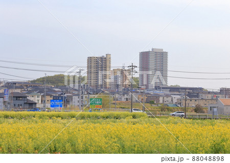 菜の花と街並み（愛知県 日進市 米野木町） 88048898