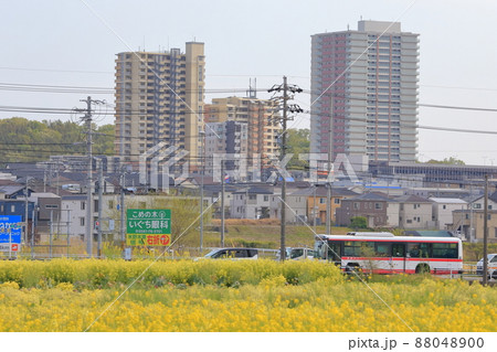 菜の花と街並み（愛知県 日進市 米野木町） 88048900