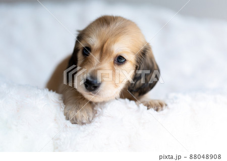 仔犬　カニンヘンダックスフンド 88048908