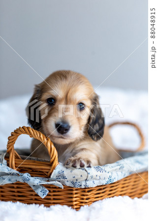仔犬　カニンヘンダックスフンド 88048915