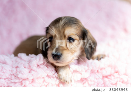 仔犬 カニンヘンダックスフンド 仔犬 カニンヘンダックスフンド 88048948