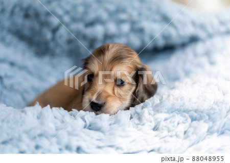 仔犬 カニンヘンダックスフンド 仔犬 カニンヘンダックスフンド 88048955