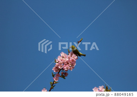 河津桜と枝に憩うメジロ white-eye resting on cherry branch 88049165