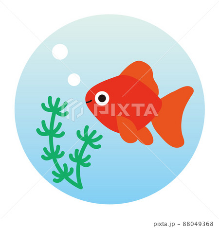 2022-141泳ぐ金魚 2022-141泳ぐ金魚 88049368