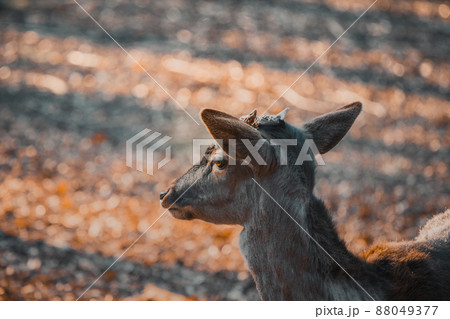 The head of a beautiful Deer doe in a sunlight. Wild animal The head of a beautiful Deer doe in a sunlight. Wild animal 88049377
