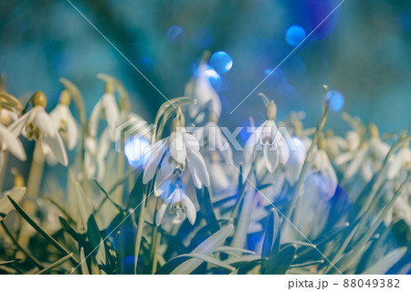 The first snowdrop flowers in the park. Spring blurred background, selective focus. The first snowdrop flowers in the park. Spring blurred background, selective focus. 88049382