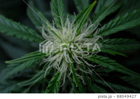Hemp cone. Macro view of blooming cannabis bud with white stigmas, growing concept. Marijuana flowers close-up 88049427