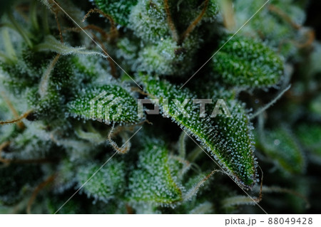 Hemp cone. Macro view of blooming cannabis plant with trichomes close-up, growing concept 88049428
