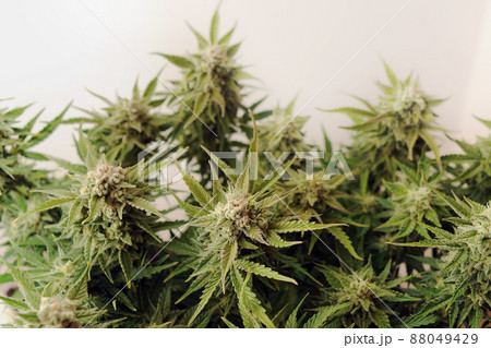 Blooming cannabis bush. Fresh marijuana plant in a grow bag. Green hemp buds 88049429