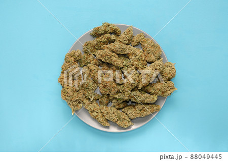 Micro-dosing concept. Cannabis drying flowers on a plate, blue layout. Marijuana blooms 88049445