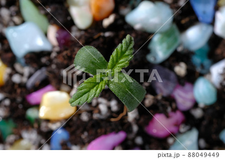 Hemp sprout grows in the soil. Fertilizer concept. Colorful layout, dark background 88049449