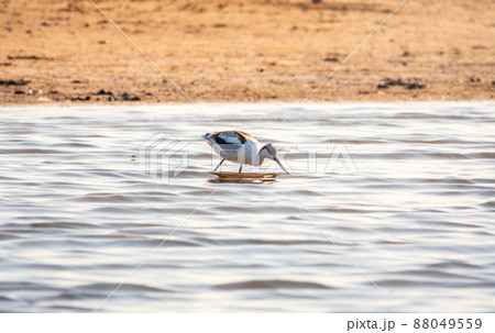 Water bird pied avocet, Recurvirostra avosetta, feeding in the lake. The pied avocet is a large black and white wader with long, upturned beak Water bird pied avocet, Recurvirostra avosetta, feeding in the lake. The pied avocet is a large black and white wader with long, upturned beak 88049559