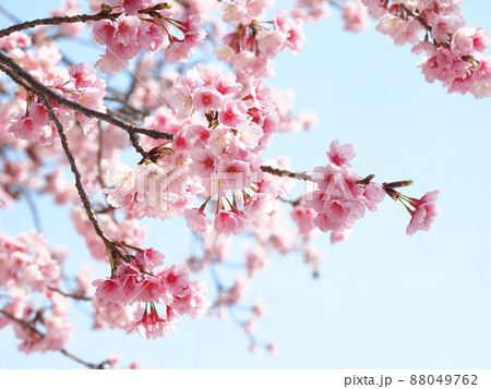 密蔵院 安行桜 密蔵院 安行桜 88049762