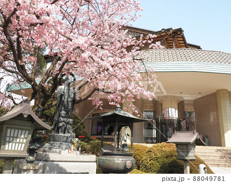 密蔵院　安行桜 88049781