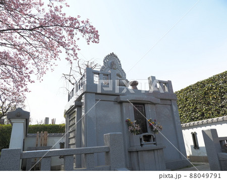密蔵院 安行桜 密蔵院 安行桜 88049791