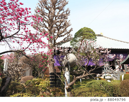 密蔵院 安行桜 密蔵院 安行桜 88049796