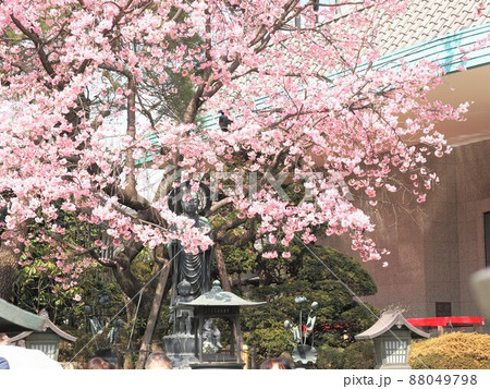 密蔵院 安行桜 密蔵院 安行桜 88049798