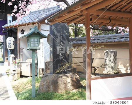 密蔵院 安行桜 密蔵院 安行桜 88049804
