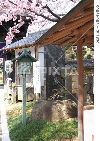 密蔵院　安行桜 88049805