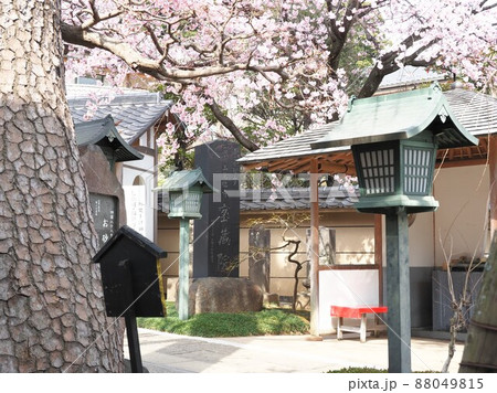 密蔵院 安行桜 密蔵院 安行桜 88049815