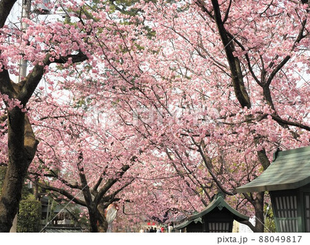 密蔵院 安行桜 密蔵院 安行桜 88049817