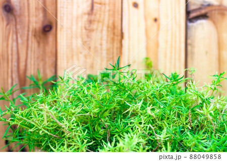 Fresh spring green grass and leaf plant over wood fence background . summer spring season background 88049858