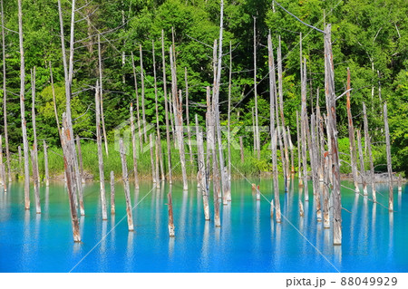 【北海道】夏の晴天下の青い池（美瑛町） 88049929