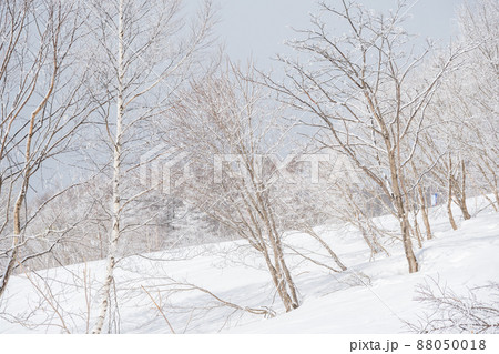 冬　雪の中の木々　2月撮影 88050018