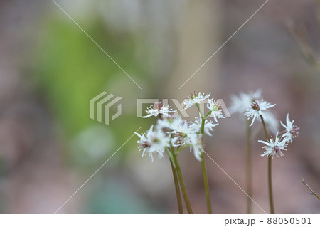 オウレンの花 オウレンの花 88050501