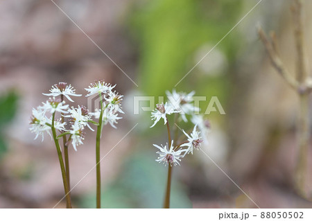 オウレンの花 オウレンの花 88050502