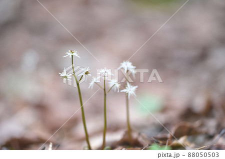 オウレンの花 オウレンの花 88050503
