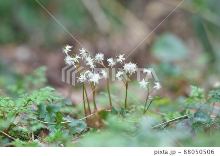 オウレンの花 オウレンの花 88050506