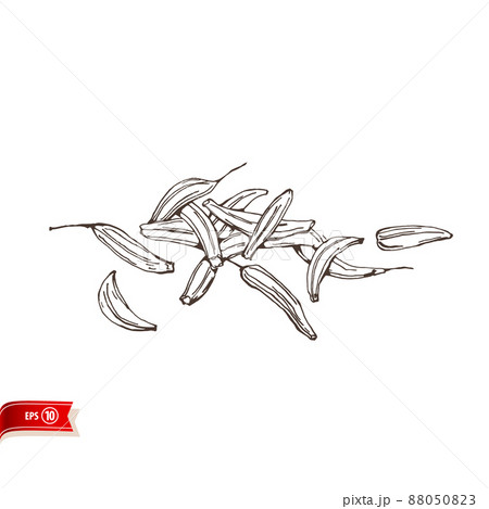 Hand drawn cumin seeds isolated on white background. Vector sketch for poster, web design, banner, card, flyer, icon, logo or badge. 88050823