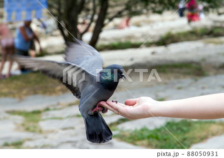 Manual dove 88050931